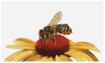 Bee on Yellow Echinacea - Aida