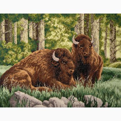Bison