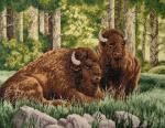 Bison