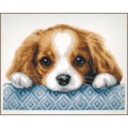 Chiot