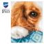 Chiot