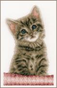 Chat