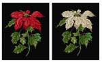 Poinsetia - Aida Noire