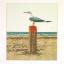 Seagull - Aida