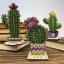 Cactus rond