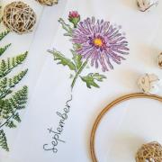 September - Aster
