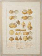 Seashell
