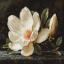 The Magnolia Dew