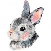 Little hare