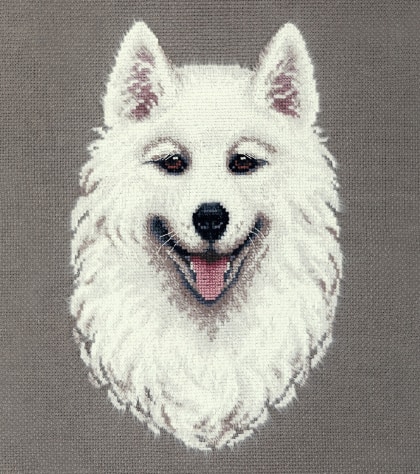 Samoyed