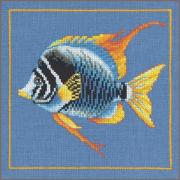 Poisson zèbre de feu