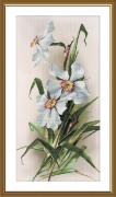 Jonquilles