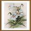 Jonquilles