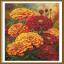 Marigold