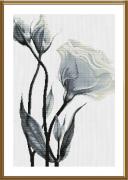 Fleurs blanches de l'amour