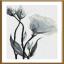 Fleurs blanches de l'amour