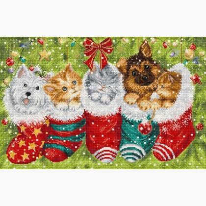 Dogs and Cats in Stockings