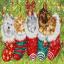 Dogs and Cats in Stockings