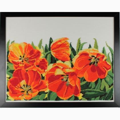 Tulip