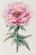 Pivoine