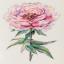 Pivoine