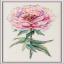 Pivoine