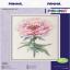 Pivoine