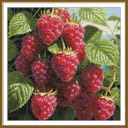 Framboise juteuse