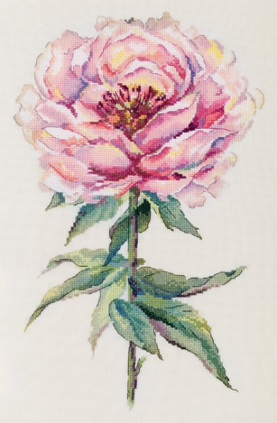 Pivoine