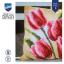 Coussin - Tulipes