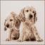 2 Chiens