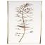 Chemin de table Phragmite des joncs I