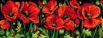 Coquelicots