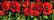 Coquelicots