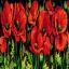 Coquelicots