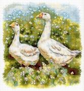 Geese on a walk