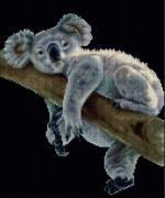 Koala - Noir