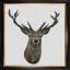 Red Deer - Lin