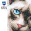 Chat siamois