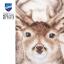 Cerf