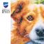 Chien en automne