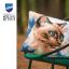 Coussin - Chat Siamois