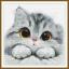 Chaton timide
