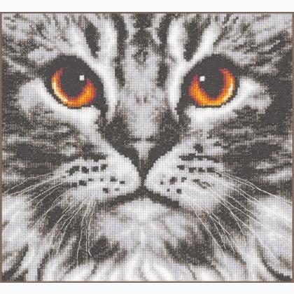 Gros plan sur un chat