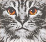 Gros plan sur un chat