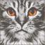Gros plan sur un chat