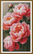Pivoines luxuriantes