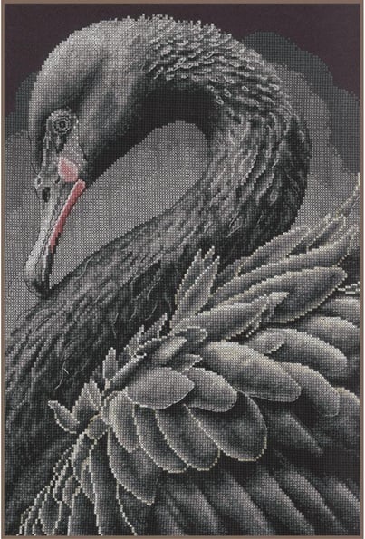 Cygne noir