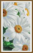 La tendresse des marguerites