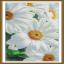 La tendresse des marguerites